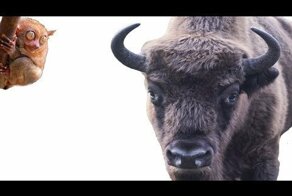 Кормим алтайских зубров морковью