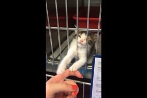 Животные из приютов тоже хотят любви и ласки