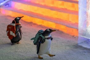 Утренняя порция фотографий со всего мира за 16.07.2019