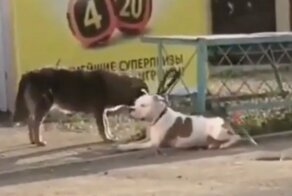 "Свободу собакам!": бездомный пес пожалел бульдога и отвязал его от столба