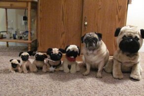 20 животных, которые овладели искусством маскировки