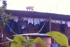 Тапки этой шутницы не высохнут даже в пустыне!