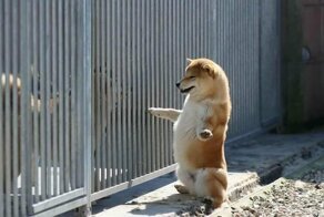 25 смешных сиба-ину