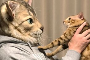 Японцы создают реалистичные маски кошек для их хозяев