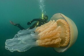 У британских берегов заметили медузу размером с человека