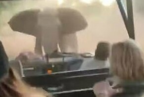 Разгневанный слон устроил туристам встряску