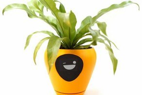 Домашние растения научили разговаривать