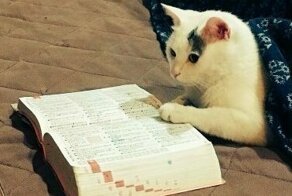 15 сообразительных котиков, которые совсем не так просты, как мы думали