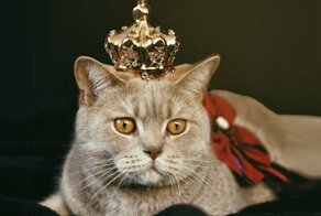 10 котиков, которые забыли, что они не супергерои