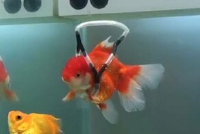 Корейский дизайнер смастерил инвалидную коляску для рыбки