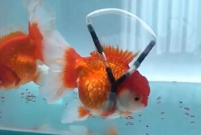 Золотая рыбка в "инвалидной коляске" заново учится плавать