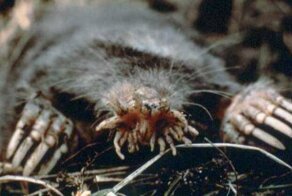 Самые некрасивые красавцы, представители животного мира