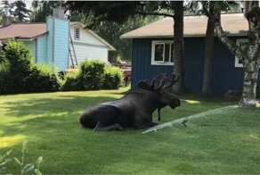 Лось пришел к людям, чтобы охладиться под «поливалкой»