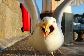 Чайка осуществила дерзкую кражу сосиски в тесте у прохожего