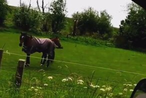 Лошадь, которая знает толк в тяжелой музыке