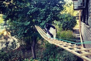 У кота есть свои апартаменты