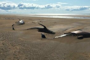 На берег в Исландии выбросило 50 черных дельфинов