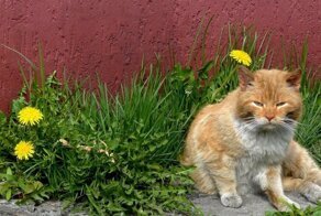 Милые уличные котейки со всего мира