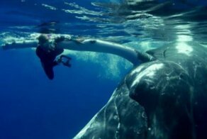 22-тонный кит спас дайвершу от акулы, спрятав ее под плавником