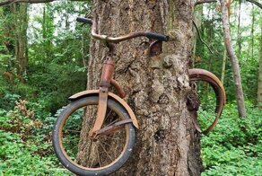 Что скрывает легенда вросшего в дерево велосипеда