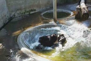 Чёрный медведь смешно плюхнулся в бассейн, чтобы эффектно освежиться в 38-градусную жару