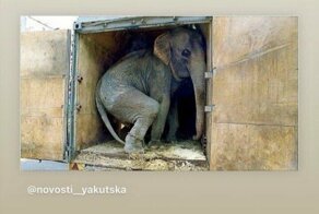 Запрет цирков с участием диких животных