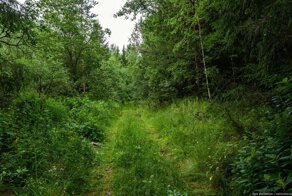 Русский лес опять засрали