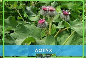 Лопух — российский женьшень