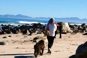 Наглый бабуин ограбил британскую туристку в ЮАР