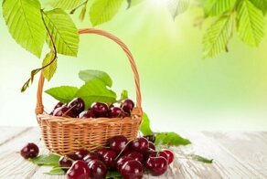 Почему сирийская черешня запрещена в Европе?