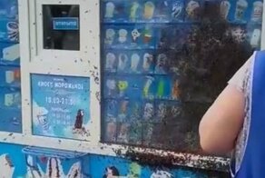Пчелы атаковали ларек с мороженым в Красноярске