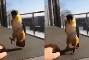 Попугай весело отплясывает лезгинку