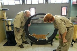 В американской тюрьме заключенным поручают заботу о кошках