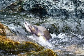 В Норвегии началось вторжение «русских лососей»