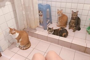 Пост, подсмотренный в туалете