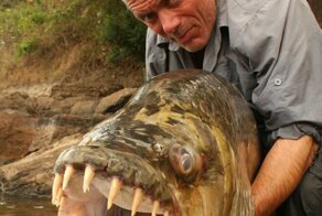 Рыбак в Африке выловил огромную пиранью, которая может нападать даже на крокодилов