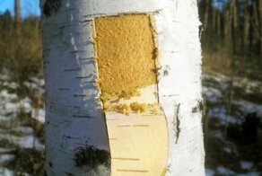 Что ели наши предки в древности