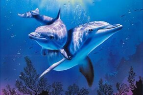 40 Интересных фактов о дельфинах