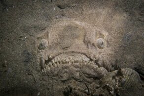 Чудище из морских глубин