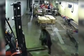 На сахалинский рыбный завод пришел медведь