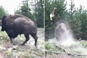 Разъяренный бизон подбросил девочку в воздух