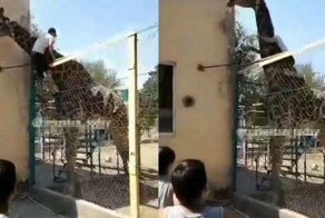 В Казахстане пьяный посетитель зоопарка оседлал жирафа