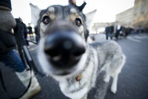 Утвержден список потенциально опасных собак