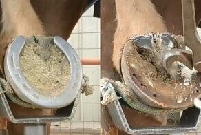 Чистка копыт у лошадей