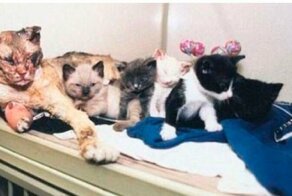 Кошки, от взгляда на которых сжимается сердце