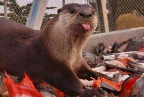 Свежая порция фотографий со всего мира за 31.07.2019