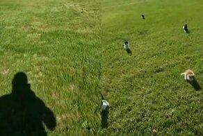 Хищники устроили погоню за своим хозяином