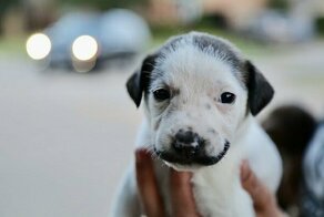 В Техасе нашли дворняжку, удивительно похожую на Сальвадора Дали