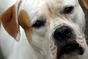 Какие породы собак в России признали очень опасными?