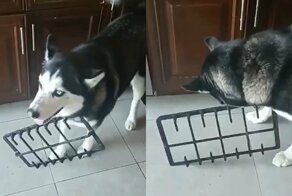 Кажется, теперь точно понятно, кто съел печенье
